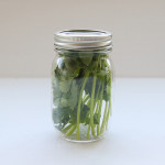 cilantro